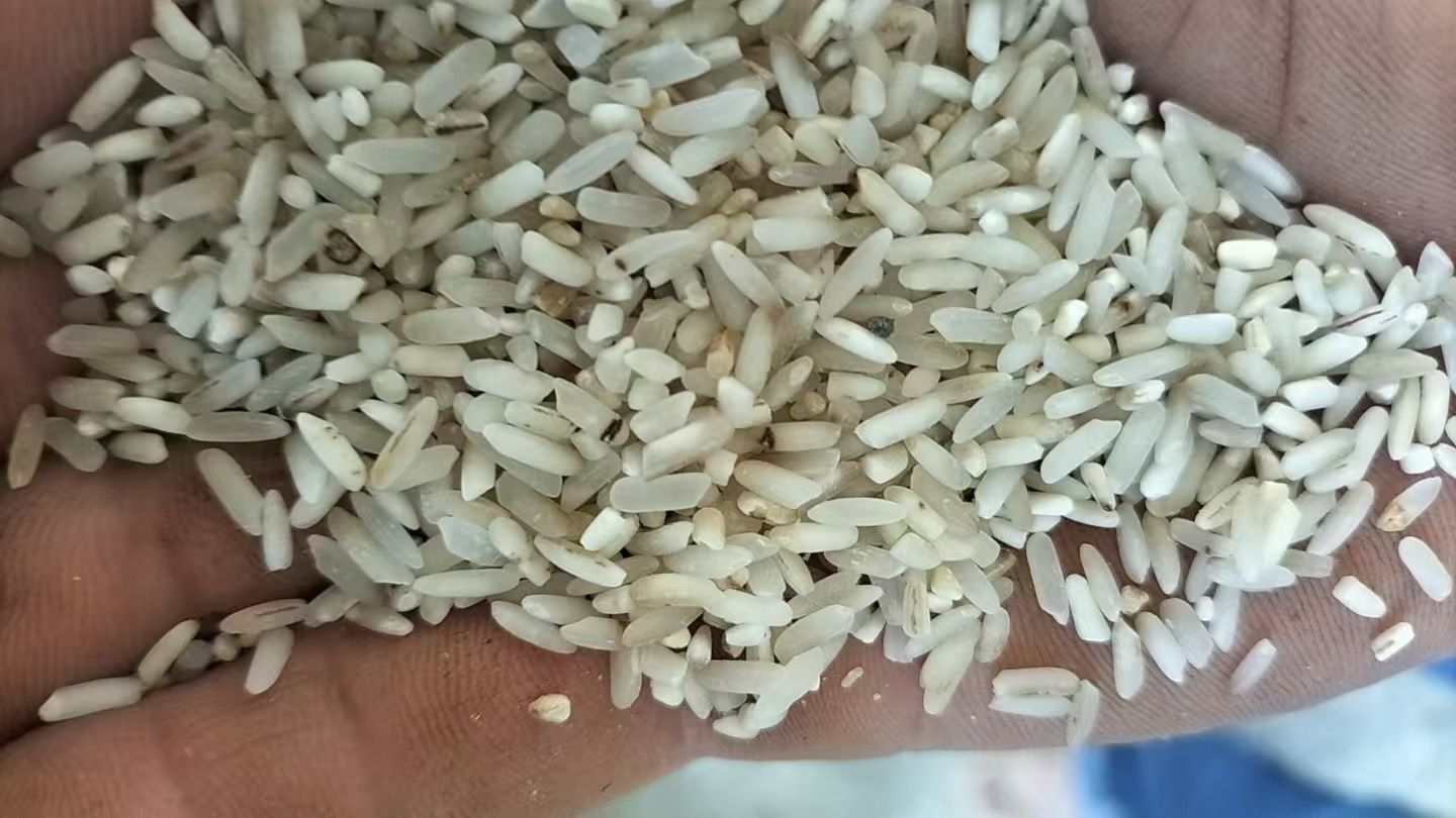 色选米 黄米